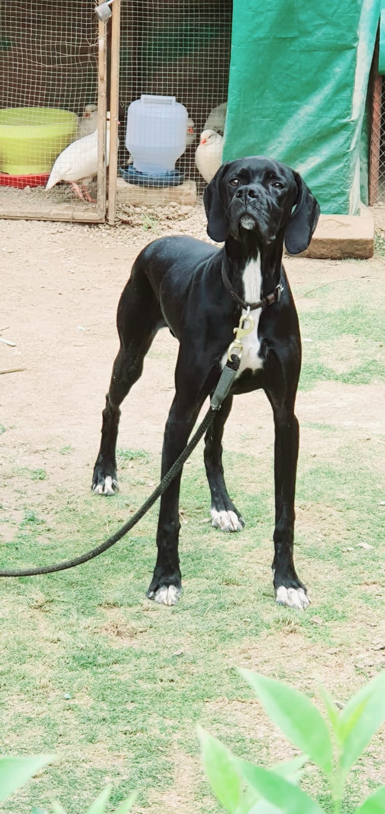 Monty of MGS Kennel